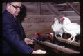 Dr. Paul Bernier with jungle fowl and modern chicken, Oregon State University, Corvallis, Oregon, circa 1965