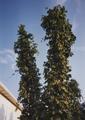 Hop plants on poles