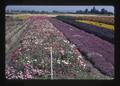 Flower seed production plot, Southern Oregon Experiment Station, Medford, Oregon, August 1972