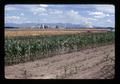 Experimental corn field by Halsey mill, Halsey, Oregon, circa 1972