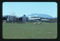 Animal Science sheep, Marys Peak in the background. Oregon State University, Corvallis, Oregon, 1975