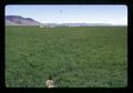 Field during Field Day tour, Oregon State University, Harney County, Oregon, June 1972