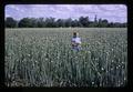 Sandra Gay in onion seed field near Junction City, Oregon, June 1971