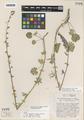 Sidalcea malvaeflora (DC.) A. Gray ex Benth. ssp. sparsiflora C.L. Hitchc. var. stellata C.L. Hitchc.