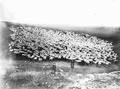 1500 sheep in Sherman County, Oregon