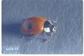 Adalia bipunctata (Two-spotted lady beetle)