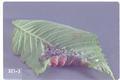 Eriosoma rileyi (European elm leafgall aphid / Woolly elm bark aphid)