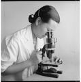 Dr. Te May Ching in Seed Lab, Summer 1961