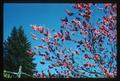 Blossoms on flowering peach tree, circa 1965