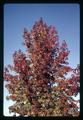 Sweetgum tree, Corvallis, Oregon, November 1966