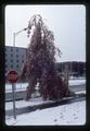 Snow-damaged gum tree near Callahan Hall, Oregon State University, Corvallis, Oregon, 1977