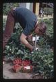 Kid picking strawberries, circa 1973