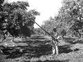 Picking prunes