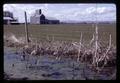 Algae pollution near Shedd, Oregon, circa 1970