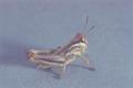 Melanoplus femurrubrum (Red-legged grasshopper)