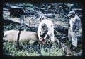 Tagging elk, Oregon, 1964