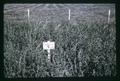 Control plot of third cutting perennial ryegrass in alfalfa, Mission, Oregon, 1966