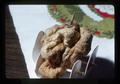 Dried apple, Oregon, 1975