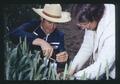 Technicians conducting cereal breeding experiment, Oregon, 1976