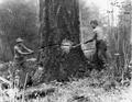 Felling snags on fire line around the Coquille CCC camp, Siskiyou National Forest