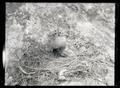 Western gull nest