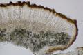 Caloplaca jungermanniae