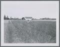 Vegetatively propagated block of genotype of tall fescue to be used in nutritional studies, circa 1950