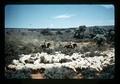 Sheep being rounded up, Australia, circa 1970