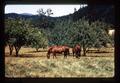 Horses in pasture on Gray Farm west of Philomath, Oregon, circa 1973