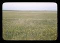 Prairie near Clark, South Dakota, August 1946