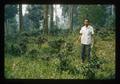 Dr. Samang with tea planting, northern Thailand, 1960