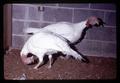 Turkey with head turned around, Oregon State University, Corvallis, Oregon, October 1971