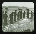 The nets near shore, fishing on the Columbia River, Oregon