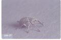 Apion ulicis (Gorse seed weevil)