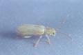 Syneta albida (Western fruit beetle)