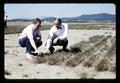 Bruce Spang and Dean Stevenson examining activated charcoal plots, Corvallis, Oregon, circa 1969