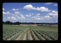 Lilies, Jan DeGraff farm, Clackamas County, Oregon, August 1972