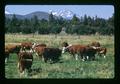 Hereford cattle, Oregon, circa 1972