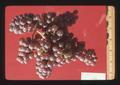 Flora wine grapes, Oregon, 1974