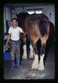 Large horse being shod at Oregon State University, Corvallis, Oregon, circa 1971