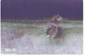 Cosmobaris americana (Sugarbeet petiole borer)