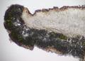 Lecanora rugosella