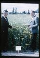 Dr. J. Ritchie Cowan and Dr. Wilbur T. Cooney with golden rape plants, circa 1965
