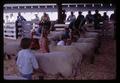 4-H lamb judging at Wasco County Fair, Tygh Valley, Oregon, August 22, 1969