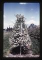 Dwarf apples in bloom in hedge row, 1976