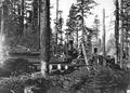 View of road donkey and loading donkey at logging operation of Bridal Veil Lumbering Co., near Palmer, Oregon