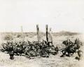 Raising turkeys in eastern Oregon