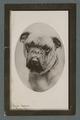 Portrait of a dog, titled "The Admiral", 1910