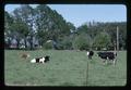 Cows in pasture, Oregon, 1975