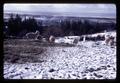 Sheep in snow, Curry County, Oregon, June 1970